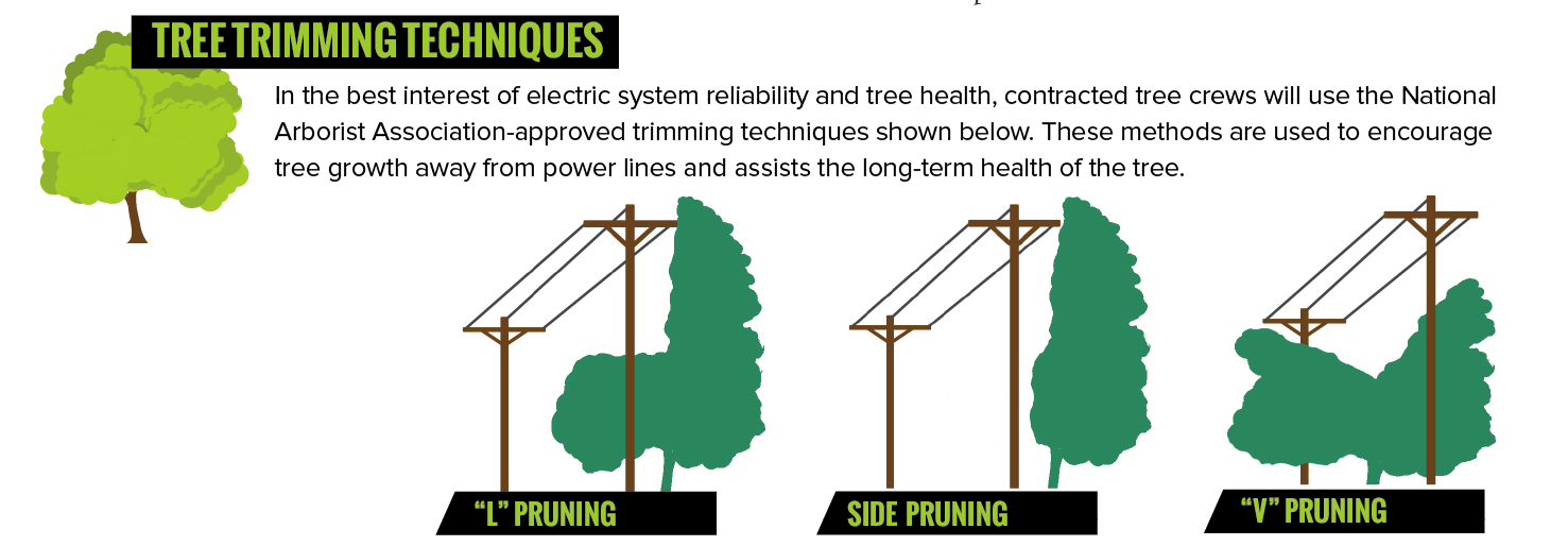 National Arborist Association-approved trimming techniques